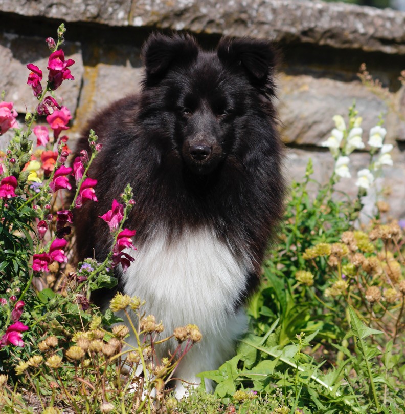 Lykke, Shetland Sheepdog
