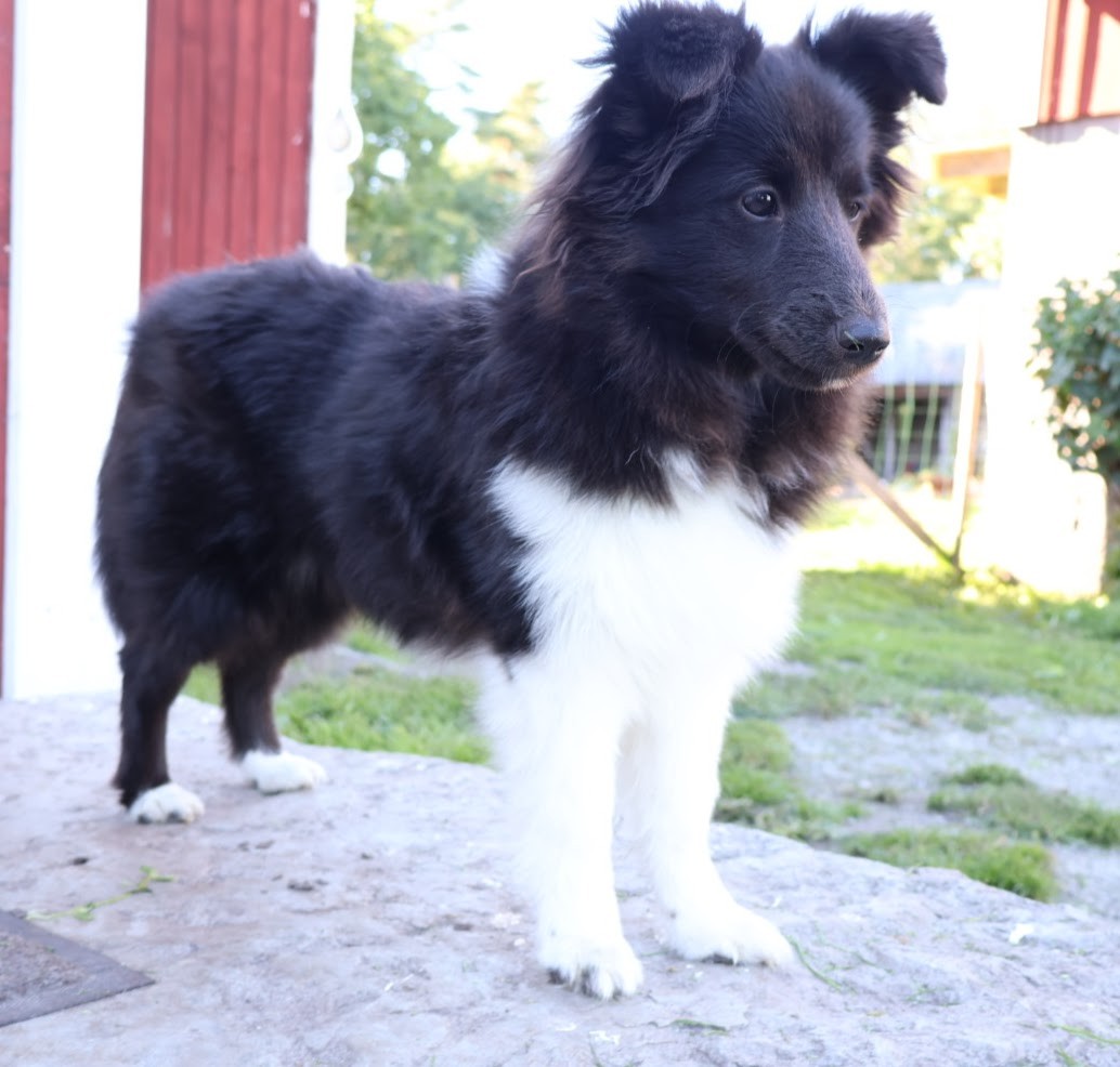 Lykke, Shetland Sheepdog